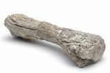 Cretaceous Marine Reptile Humerus Bone - Kansas #221367-1